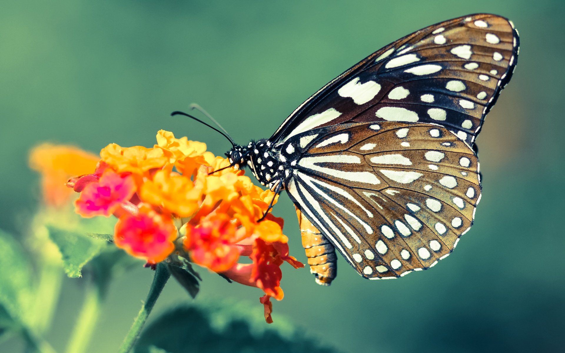 九游电竞平台官网-2018年西部决赛:库里在关键时刻连续远投六连中,帮助勇士逆转及时追平对手