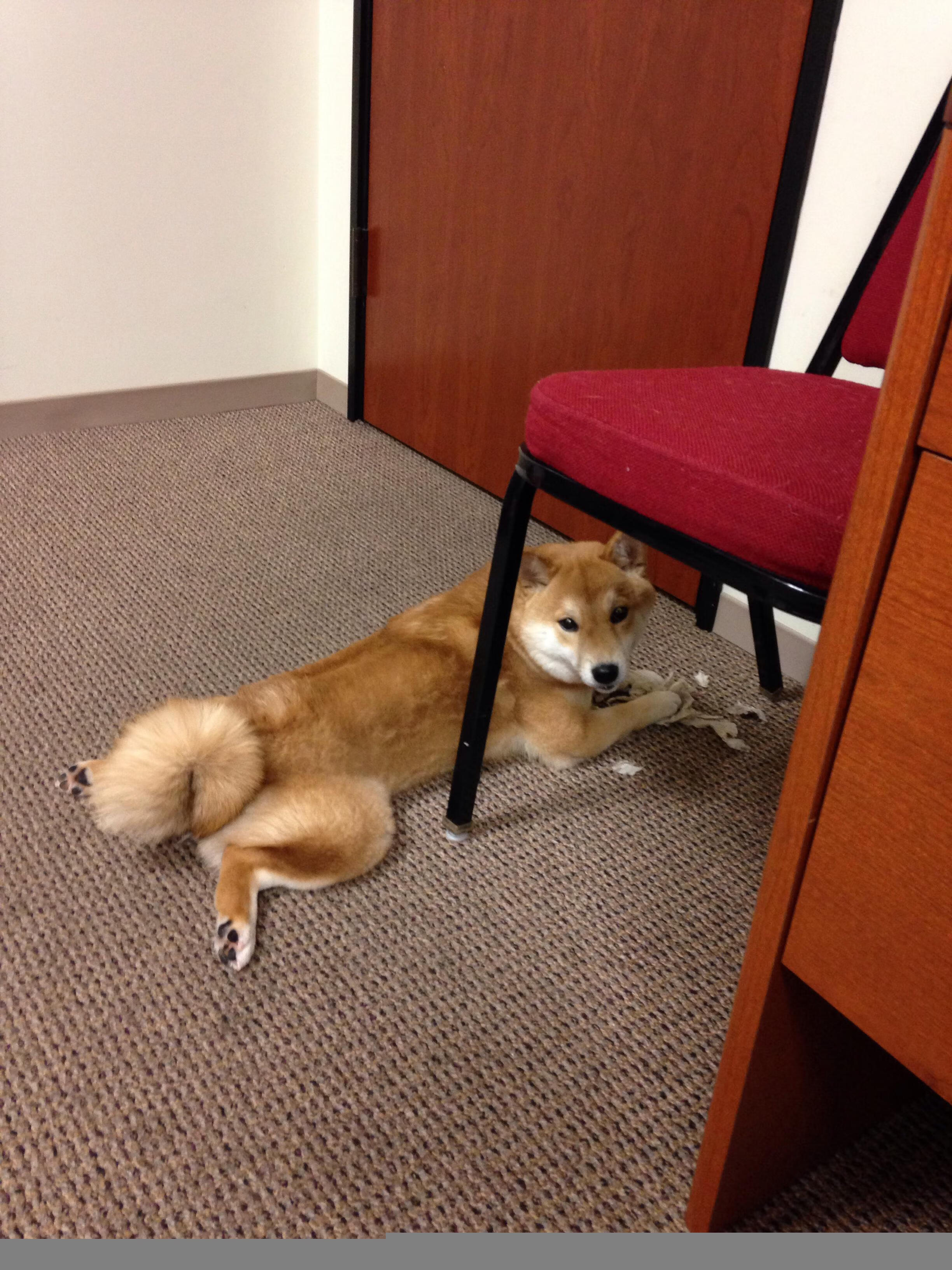 9游电竞站-2018年西部决赛:库里在关键时刻,用连续远距离三分逆转局势!,2016西部决赛库里技术统计